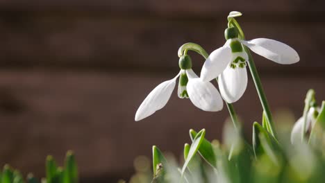 Campanillas-De-Invierno-Están-Floreciendo.-La-Primavera-Está-Llegando