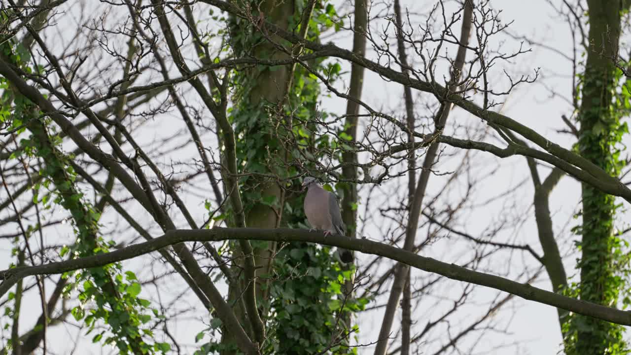 나무, 나무 가지가 오르는 아이비로 여 있습니다.