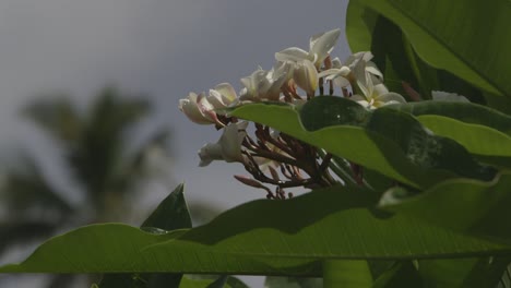 Wild-flower-detail,-calmly-growing-somewhere-in-the-pacific