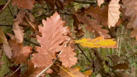 hojas de roble inglés en colores otoñales colgando de una rama de un roble en rutland, inglaterra