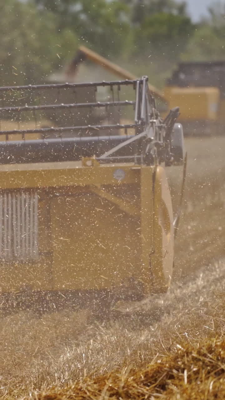 Agricultural machine on the golden field. Process of harvesting with thick dust from cutting wheat spikes during seasonal works. Vertical video