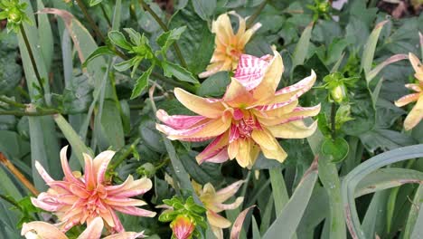 Orquídea-Doble-Dahlia-&#39;jirafa&#39;-Hermosa-Coloración-Naranja,-Amarilla-Y-Naranja,-Ambientada-En-Un-Jardín-Campestre-Inglés