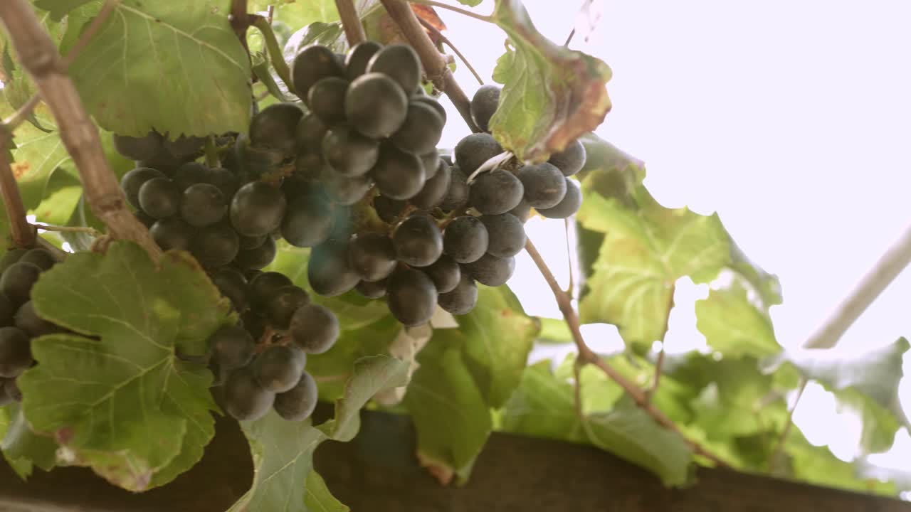 viñedo de uva orgánica con muchos racimos de uvas para la cosecha