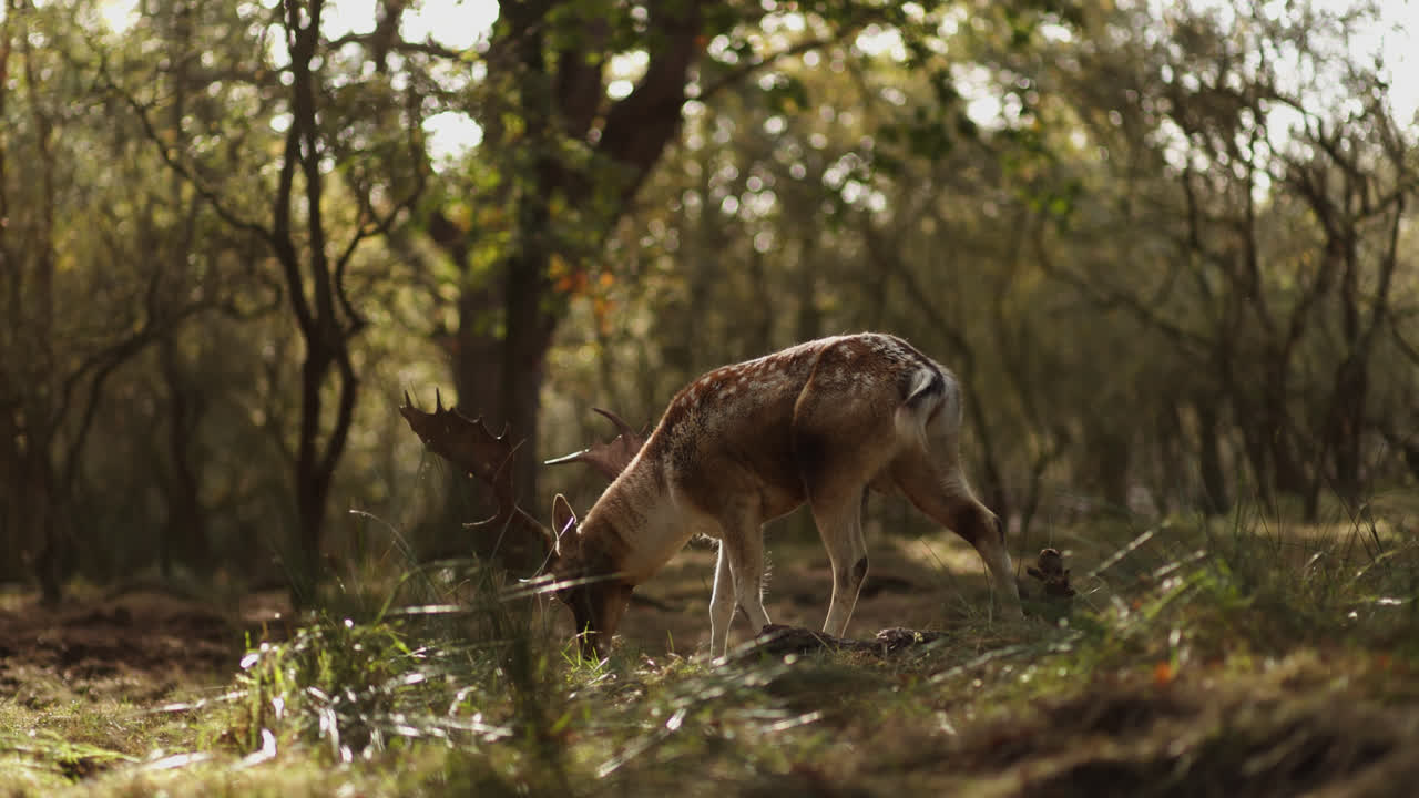 Fallow Deer in Autumn Forest
