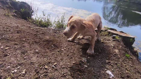 playful-cute-adorable-puppy-dogs-playing-in-mud-in-slow-motion-by-lake-in-England