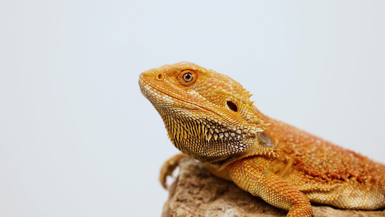A bearded dragon lizard rests on a rock, showcasing its vibrant scales under soft lighting