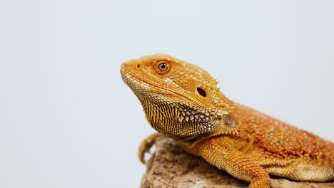 a bearded dragon lizard rests on a rock, showcasing its vibrant scales under soft lighting