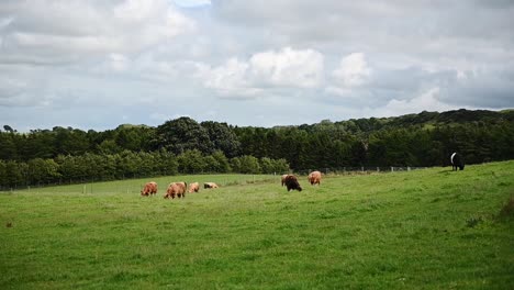 Hochlandkühe-Fressen-Gras-Im-Schottischen-Hochland