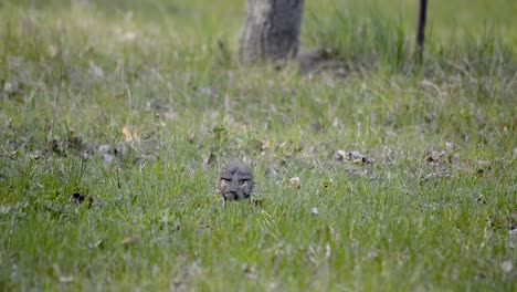 Small-starling-bird-with-brown-dots-on-belly-walking-through-green-grass-looking-for-worms-and-bugs,-WIDE-SHOT