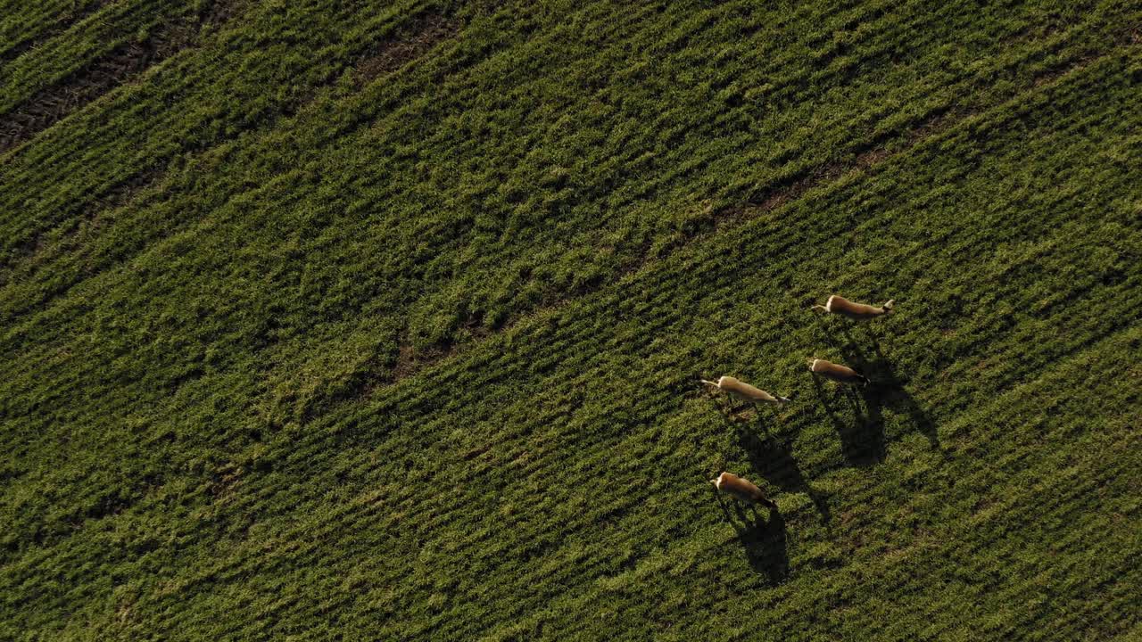 ciervo caminando por el campo agrícola verde, volando hacia abajo