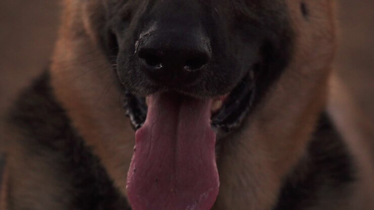Thirst of a german shepherd dog with tongue gasping