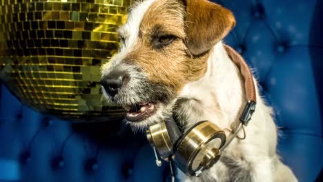 Perro-Gold-Disco-4K-06