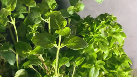 canopied sunlight through lush leafy herbs