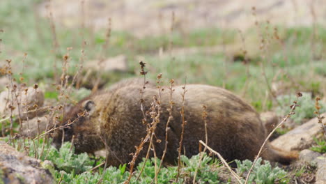 Adorable-Marmota-Haciendo-Cosas-De-Marmota