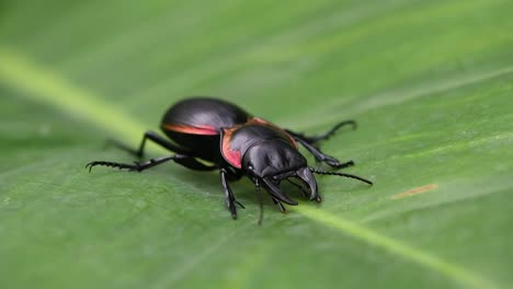 4k zoom out shot of a metallic exoskeleton creature, large ground beetle, mouhotia batesi