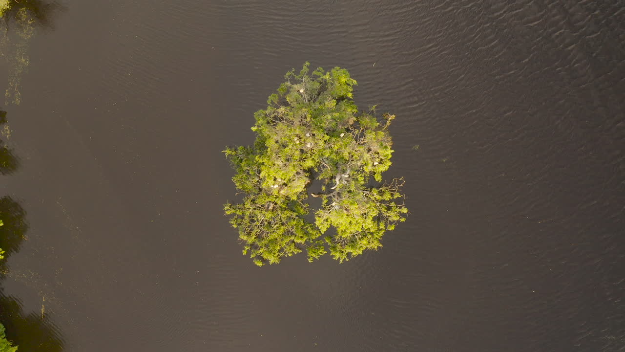 조용 한 호수 안 의 나무 섬 에서 평화롭게 휴식 하는 새 들 의 공중 사진