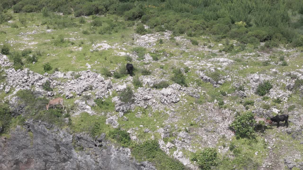 el ganado pastando en la playa de mtende de la isla de zanzíbar en tanzania, áfrica, aero