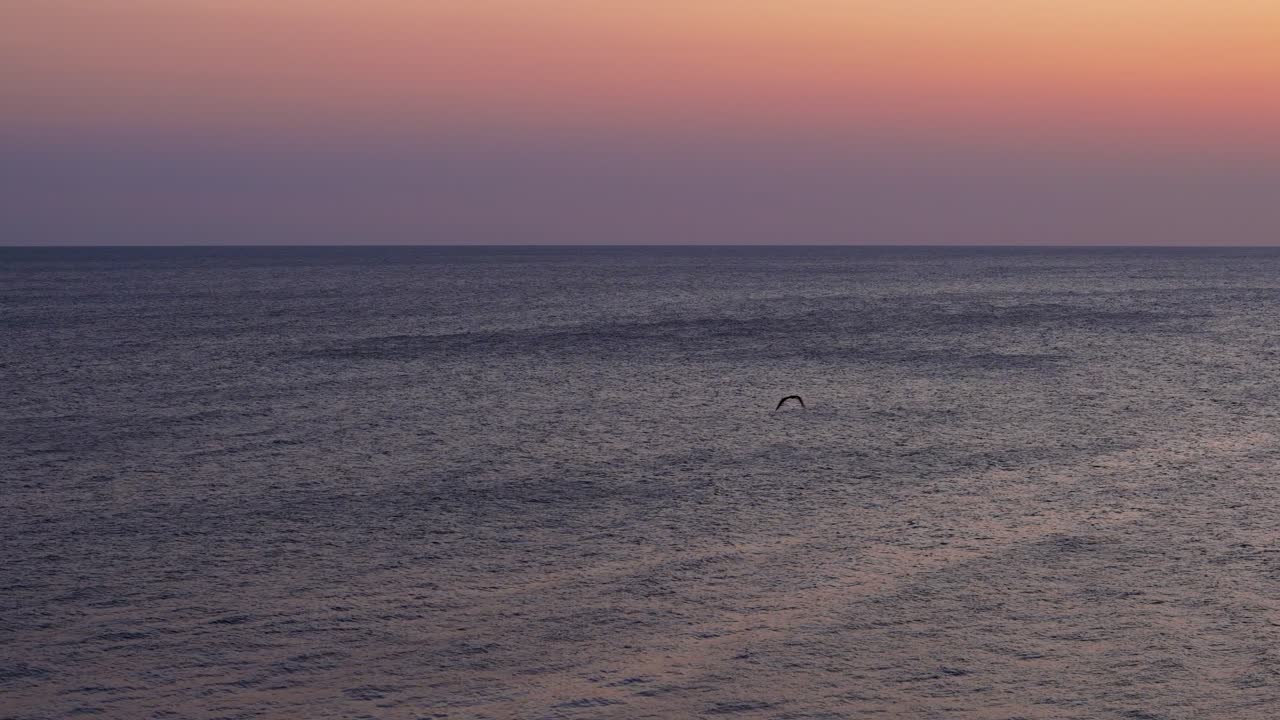 프레게트 새는 먹기 위해 다이빙하는 하늘에서 분홍색 보라색 하늘을 가로질러 날아갑니다.