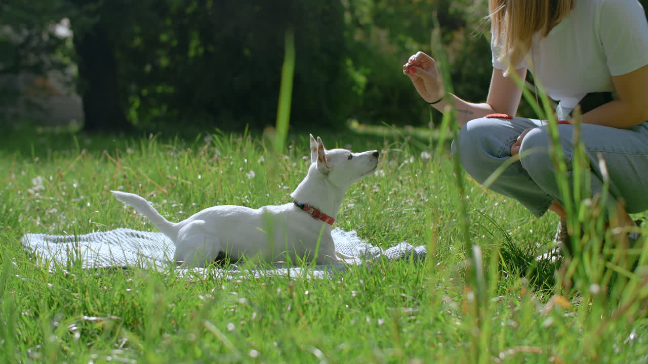 Woman training a dog in a park