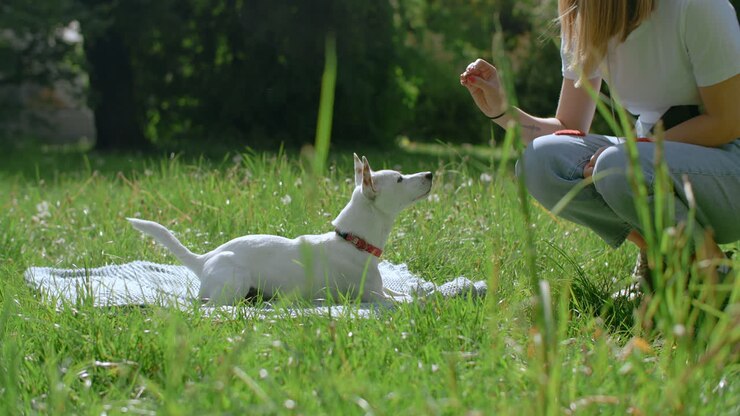 Woman training a dog in a park