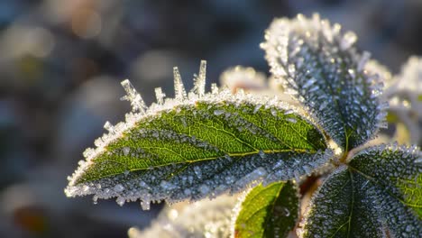 close-up of a frost-covered leaf captured in stunning detail, highlighting the intricate patterns of ice crystals and the natural beauty of winter mornings