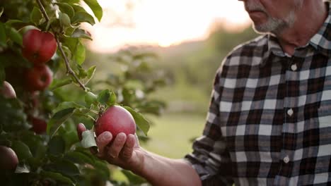 handheld video shows of farmer controlling his apple plantation