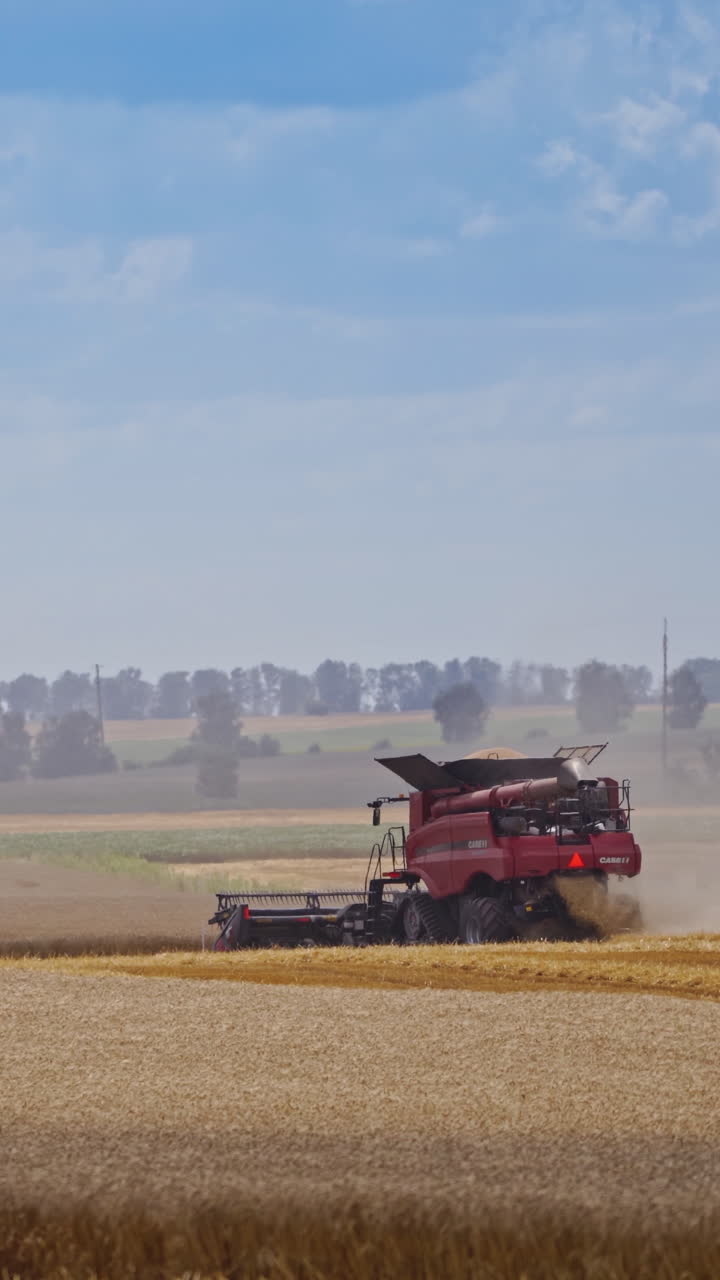 Modern combine harvesting grain. Grain harvester combine work in wheat field. Vertical video