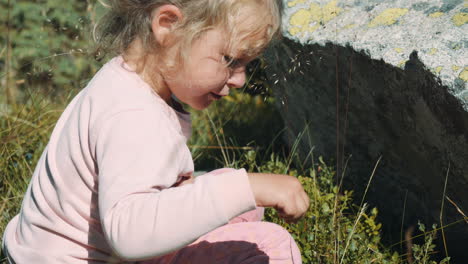 a blond child girl sitting by a blueberry bush near a large rock in the mountains. picks and eats blueberries from the bush. on the rila lakes in the rila mountains in bulgaria