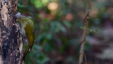 灰頭<unk> (grey-headed woodpecker) 是泰國最常見的動物之一,在泰國的國家公園中生長,它非常特別地選擇它的息地,以便它可以繁殖.