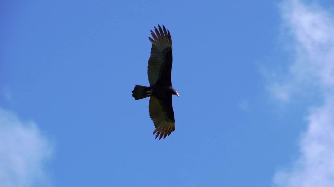 Avvoltoio in volo sostenuto in cerca di cibo, primo piano al rallentatore.