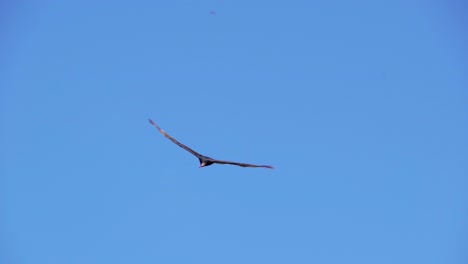 buitre en vuelo sostenido al acecho localizando su comida, primer plano en cámara lenta