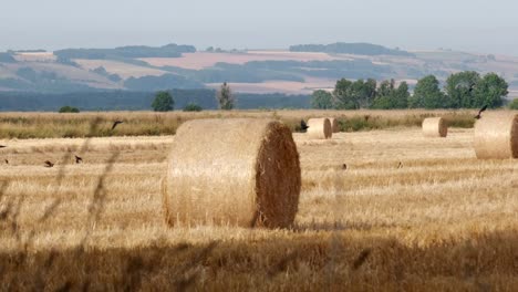 field of harvested wheat hay bails and black