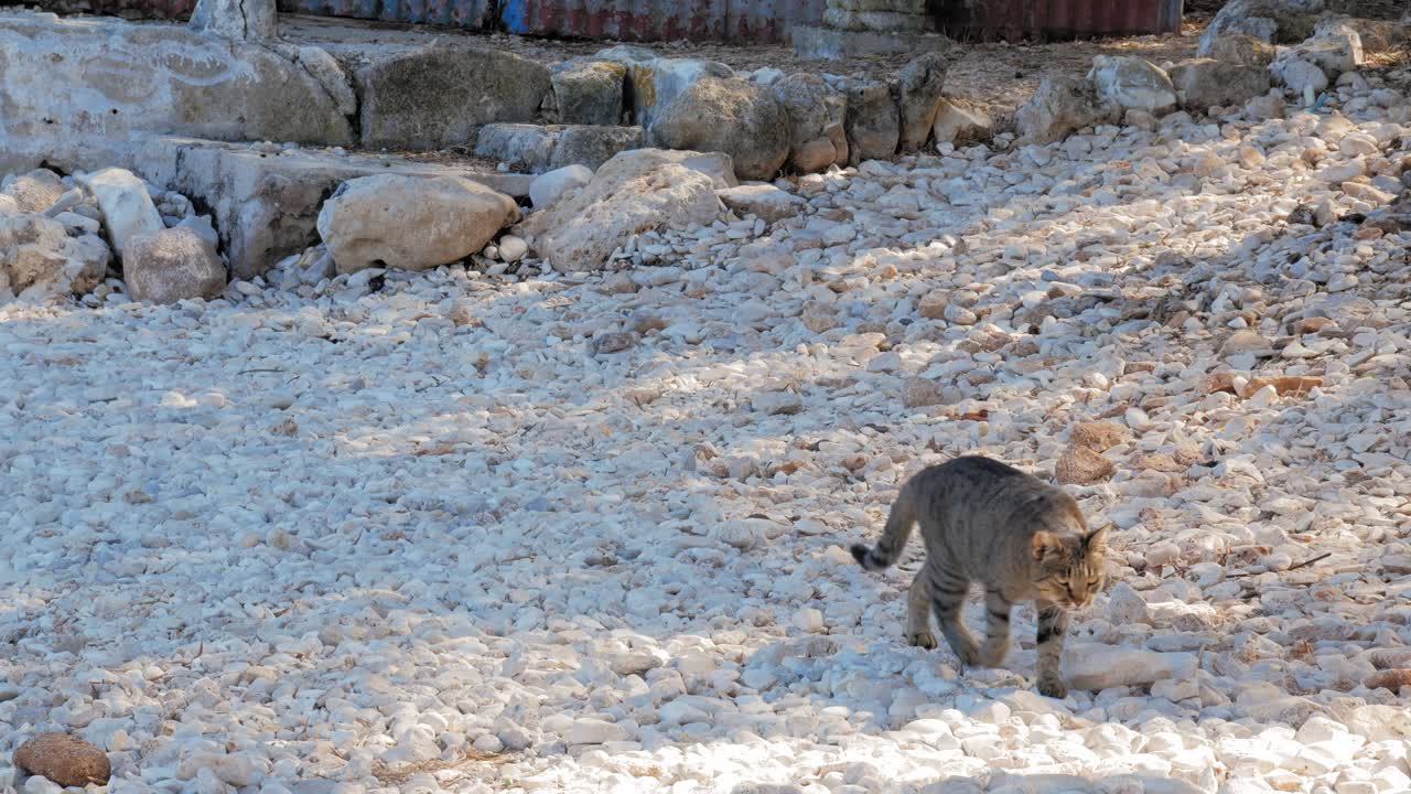 Grey Cat Walking On The White Stones Shoreline Of Agia Sofia Beach In Greece