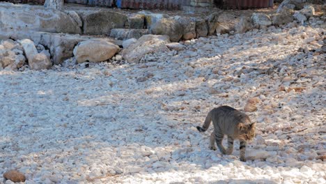 grey cat walking on the white stones shoreline of agia sofia beach in greece