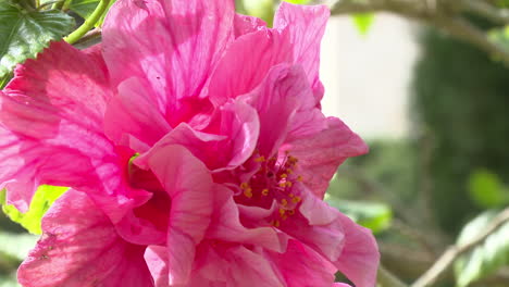 hermosa flor de hibisco rosado