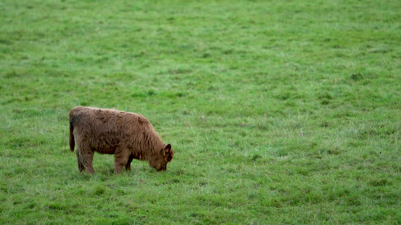 Un tenero vitello delle Highlands dal pelo folto mangia l'erba in un campo vuoto.