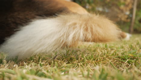 dog wagging tail - brown dog resting on green grass - close up