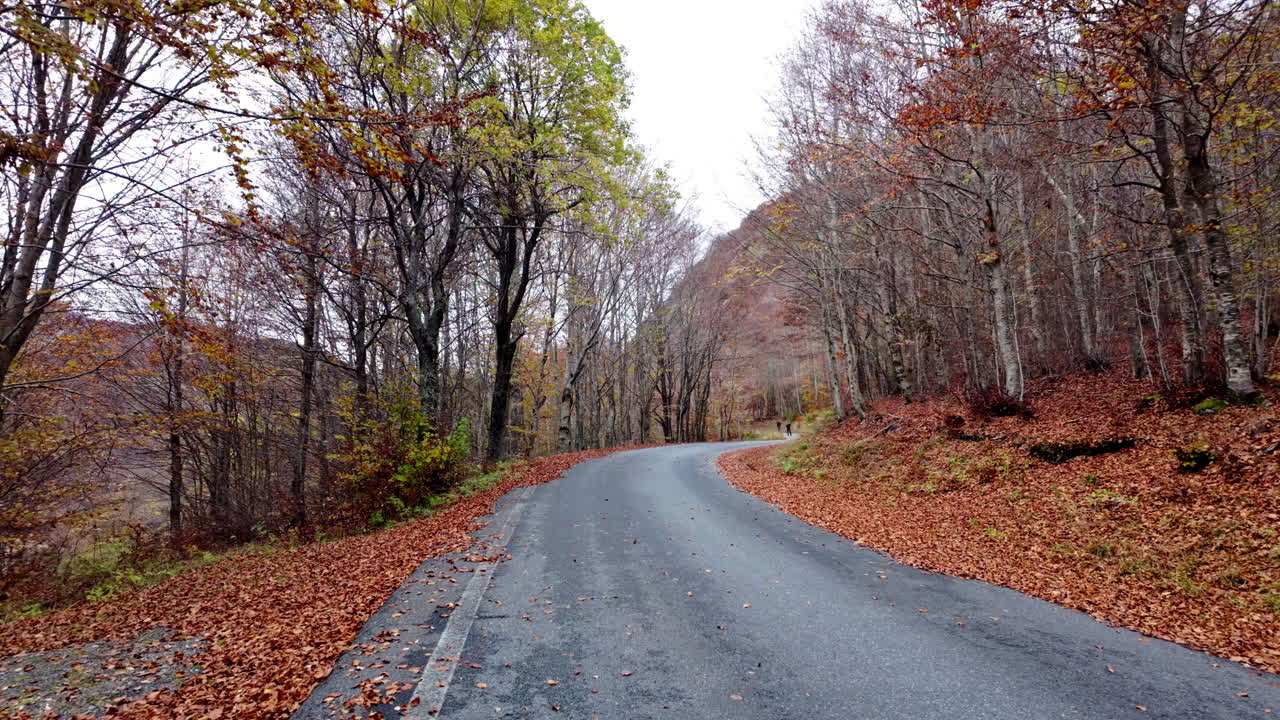 Winding road through autumn forest with fallen leaves lining the sides