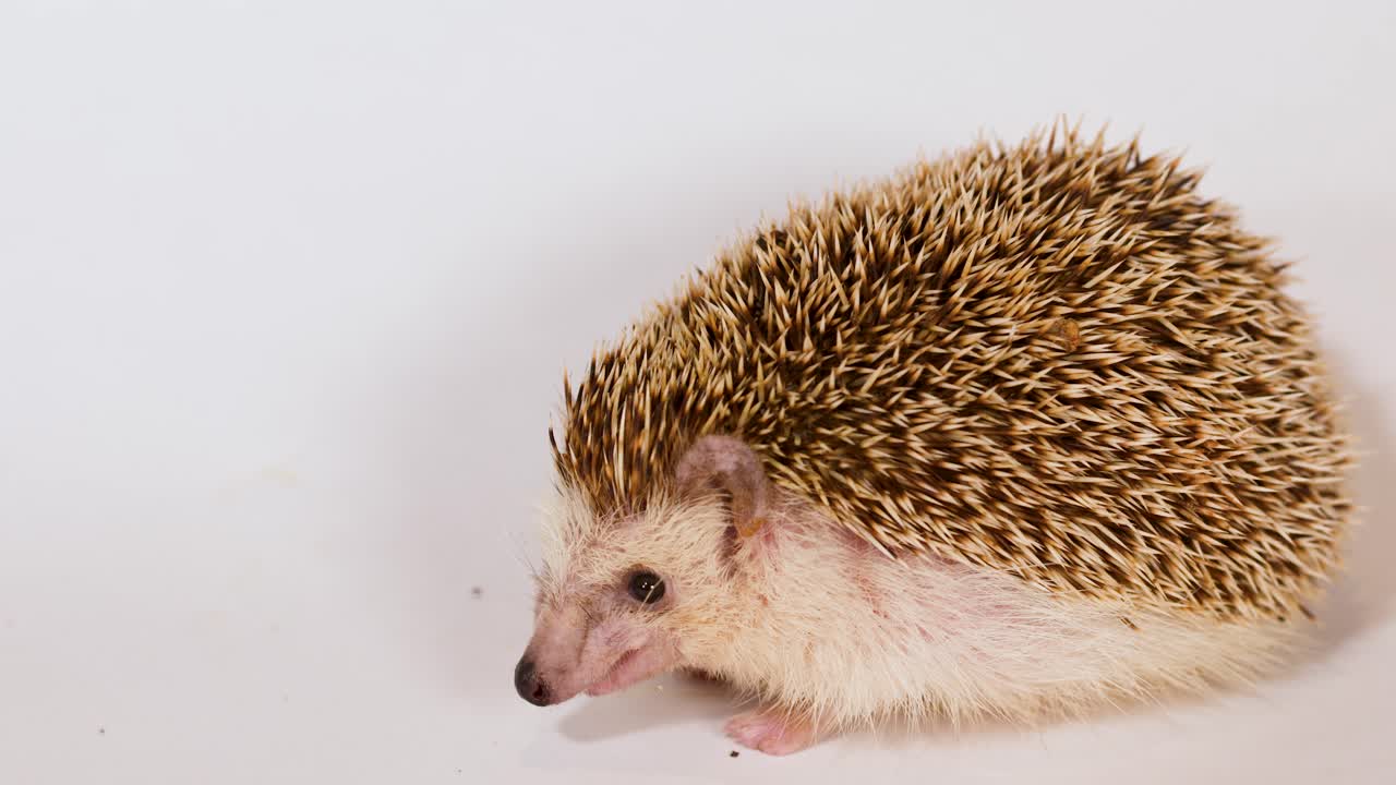 Ein afrikanischer Zwerg-Igel als Haustier kaut einen Mehlwurm vor einem sauberen, weißen Studio-Hintergrund