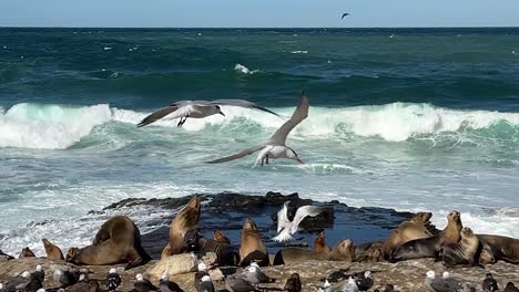 sea lions and birds on cliff resting and playing during king tide with windy ruff ocean waves in the background