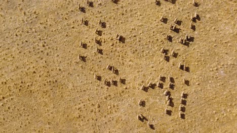 Aerial-drone-bird's-eye-shot-of-flock-of-sheep-running-animals-livestock-farming-industry-agriculture-pan-view-trade-tourism-industry-Adelaide-South-Australia-4K