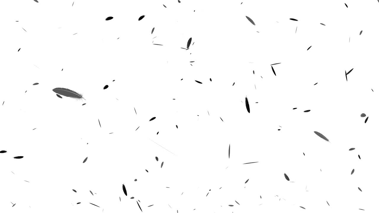 Black feather soaring particle motion graphics