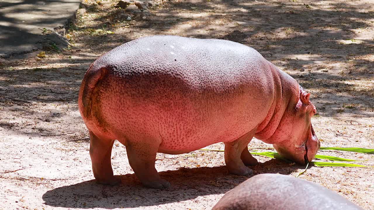 Pygmy hippo eating grass in Chonburi zoo