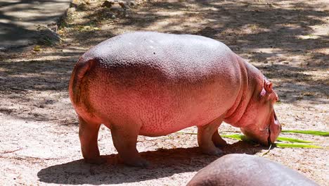 pygmy hippo eating grass in chonburi zoo