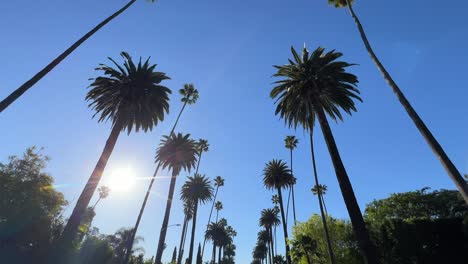 aerial view of a cityscape with palm trees and the breathtaking los angeles skyline. aerial view of a cityscape with palm trees and the breathtaking los angeles skyline