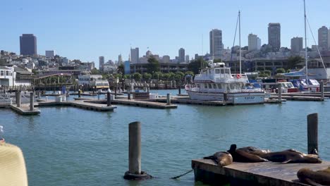 Hafen-Von-San-Francisco-Mit-Booten-Und-Seelöwen-Auf-Docks---Skyline-Im-Hintergrund