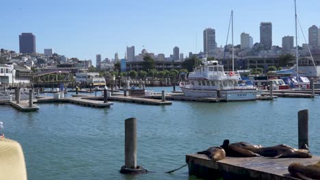 san francisco harbor with boats and sea lions on docks- skyline in background