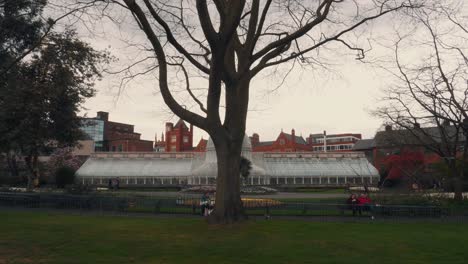 Symmetrical-tracking-shot-moving-towards-a-tree-before-tilting-up-to-its-branches