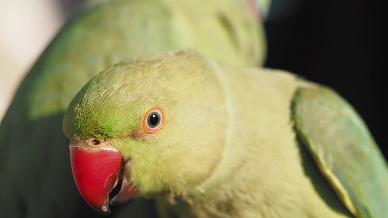 Close-up of a Green Parrot