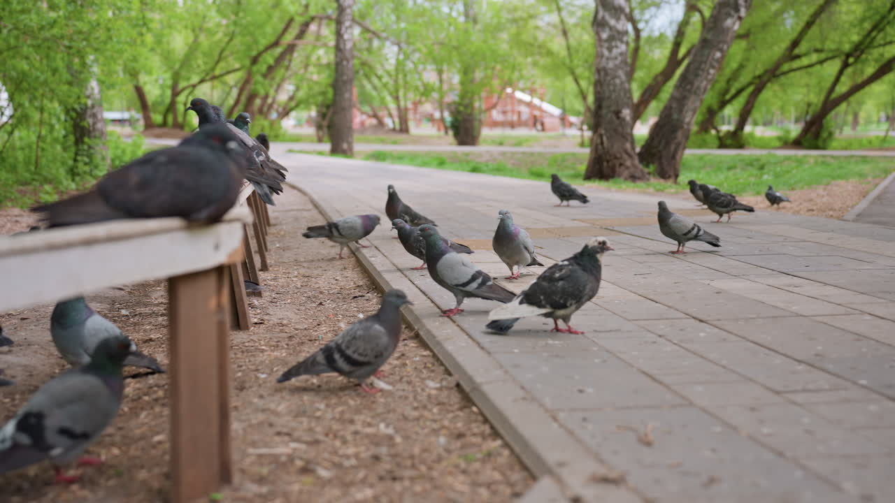 Pigeons On Park Bench And Pavement Feeding And Pecking At Scattered Crumbs Under Leafy Trees In Soft Morning Light, Close Camera Angles Reveal Textured Feathers And Beak Detail, Social Interactions